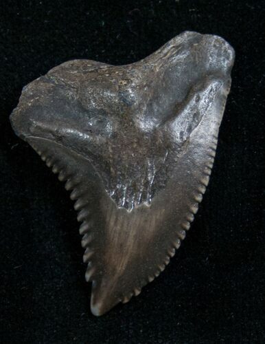 Large Hemipristis Tooth From Georgia - #7642